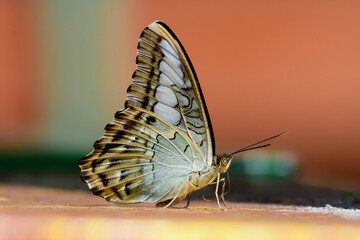 Fototapeta na wymiar closeup butterfly on ground.