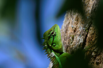 closeup green head lizard on bark in the jungle.