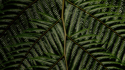 top view fern leaves texture background.