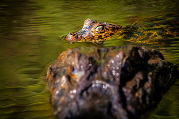 Aligator family