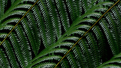 top veiw fern leaf texture background,living fossil concept.