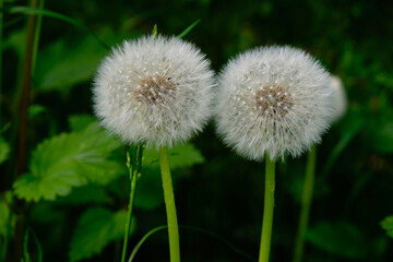 Two dandelion heads on a dark green background. 