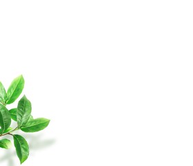 白バックに新緑の美しい葉っぱのフレーム背景素材
