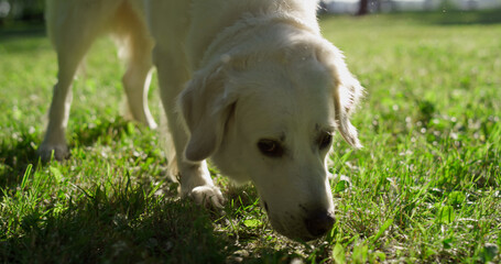 Closeup adult golden retriever smelling grass searching in sunny park.