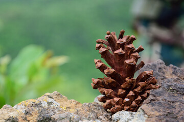 pine cone in the forest.