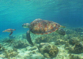 Naklejka na ściany i meble underwater sea turtle , caribbean sea , Curacao island 