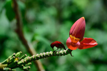Red sunbird perched on banana leaf,the relationship in forest ecosystem  the sunbir is a pollinator for banana flowers.