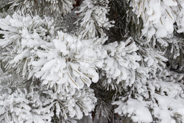Pine branch in fluffy white snow and hoarfrost. Pine needles covered with snow frost. Wintertime background