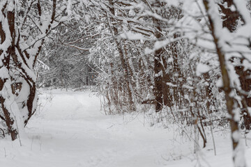 Hiking trail in the forest in winter with lots of snow, footprints in the snow of people