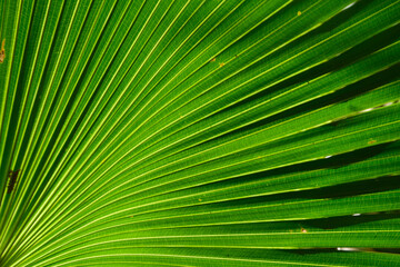 Obraz premium line on palm leaf abstract background