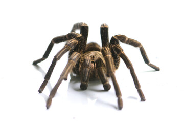 isolate Tarantula a giant spider on ground,poison animal conce[t/