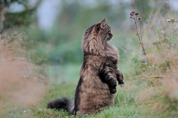 Naklejka na ściany i meble Norwegian forest cat standing on his hind legs