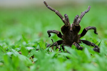 spider on a green leaf,The Giant Tarantula waiting for pray 