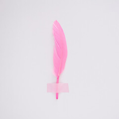 Pink soft feather on a white background. Smooth, light, pastel texture. Flat lay aesthetic design