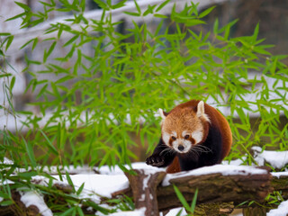 Red panda on a tree in the winter forest