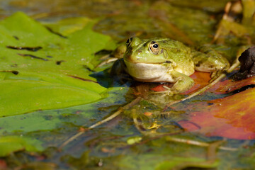 Teichfrosch auf Seerosenblättern