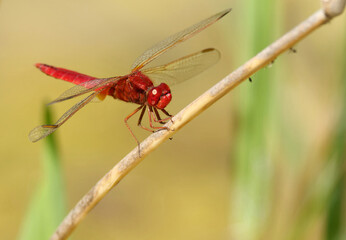 Feuerlibelle am Schilf