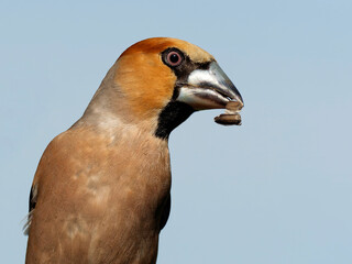 Kernbeißer frisst Sonnenblumenkerne