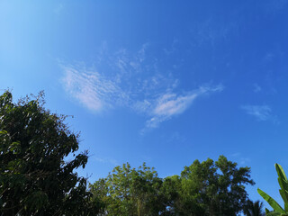 Obraz premium bush tree texture nature green leaves background Bark trunk rough surface texture plant and white cloud blue sky