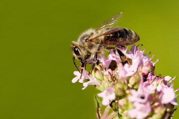 Kärntner Biene auf Oregano