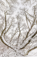 Winter forest after a heavy snowfall. On the branches of trees a lot of fluffy snow. The branches of the tree are covered with a thick layer of snow.