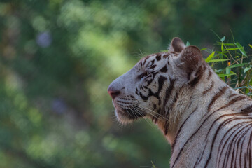 White Tiger with green background