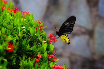 butterfly on a flower