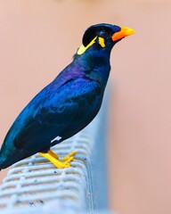 blue and yellow macaw