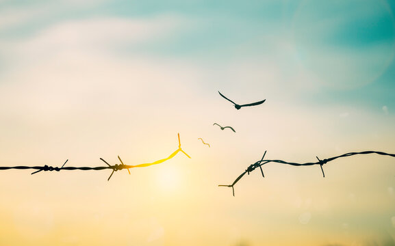 Barbed wire fence with sunset Twilight sky. Broke spike change transform to bird boundary concept for human rights slave prison hostage hope to freedom. International liberty day. abolition of slavery