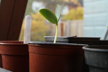 Cucumber seedling germinating with first leaves. In a plant pot.