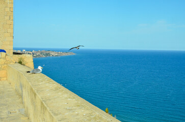Obraz premium View from the Castillo de Santa Bárbara to the Mediterranean Sea in front of Alicante. On the castle wall sits a seagull looking out to sea