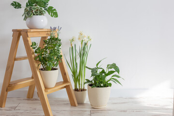 house plants on wooden ladder indoor