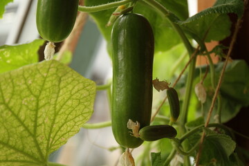 Cucumbers, Cucunis sativus, growing on the plant at different stages of development.
