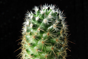Cactus, succulent, thorns. Middle