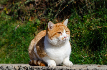 Street red cat. Yard abandoned pet. The March cat is walking.