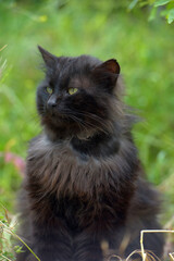 Naklejka na ściany i meble black homeless fluffy cat in green grass
