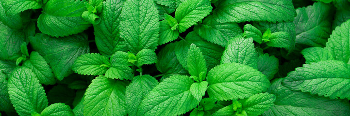Mint Banner. Fresh green leaves of mint, lemon balm, peppermint top view. Mint leaf texture....
