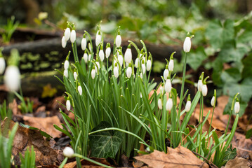 spring snowdrops in the grass