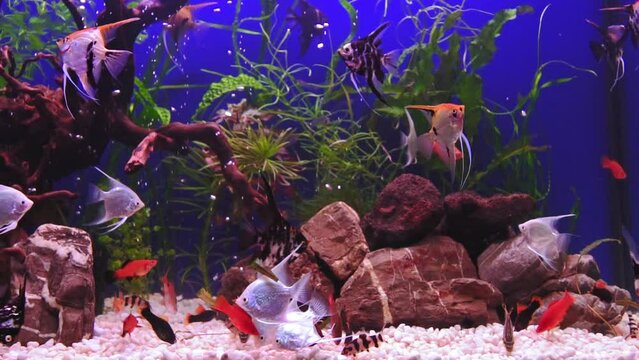 Beautiful freshwater aquarium with green plants and many fish over blue background. Slow motion footage. Freshwater aquarium with a large flock of scalars . 