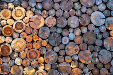Round background wall collage of old wood cross section