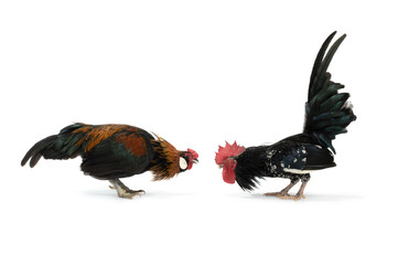 two roosters met and find out which of them is in charge in the chicken coop