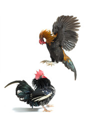 cock jump on his rival isolated on white background © fotomaster