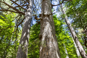 Fototapeta premium The Sila National Park