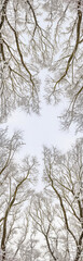 Fototapeta na wymiar Tree in the snow. After a heavy snowfall. A lot of snow on the branches of the tree. Cloudy weather. Graphic photography. Style of black and white photography. Panorama