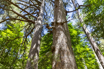 The Sila National Park