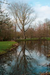 Fototapeta na wymiar reflection in the pond in Vondel park 