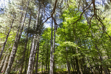 The Sila National Park