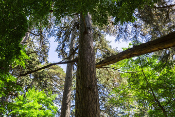 The Sila National Park