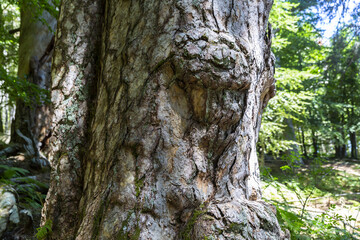 The Sila National Park