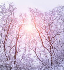 Panorama. Beautiful Winter landscape scene background wit snow covered trees. Sunny winter backdrop. Wonderland. Frosty trees in snowy forest. Tranquil winter nature in sunlight. Space for text